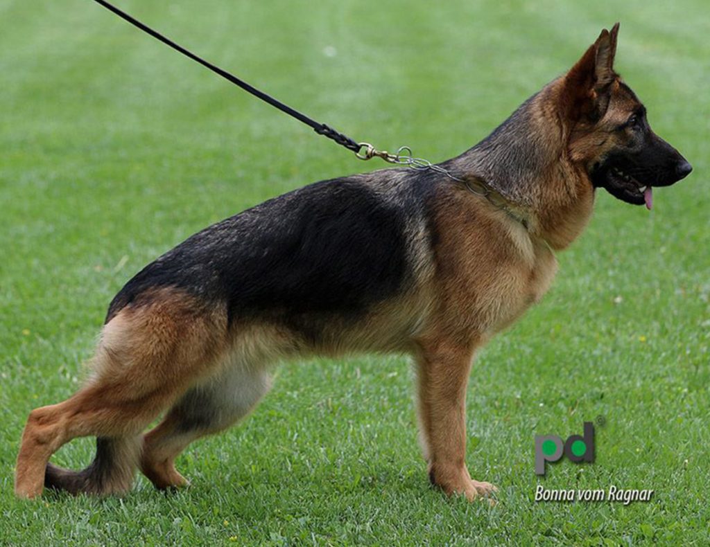 can working line german shepherds be pets