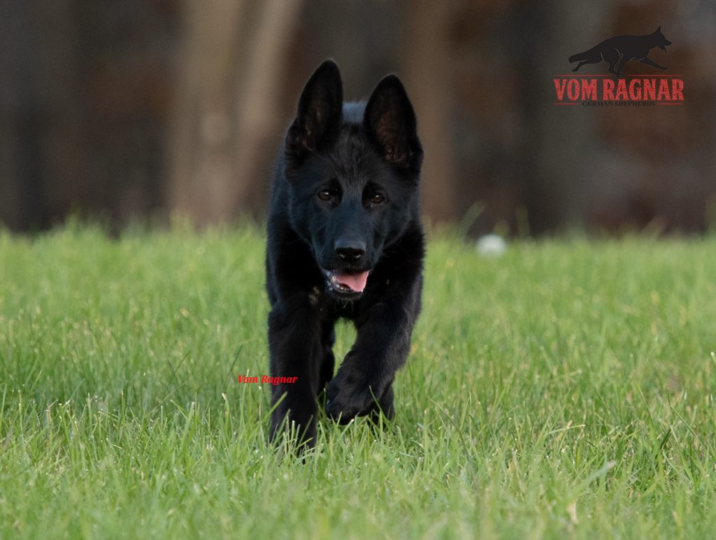 Black german shepherd for hot sale sale