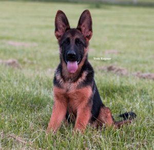 Red and black german sales shepherd puppies for sale