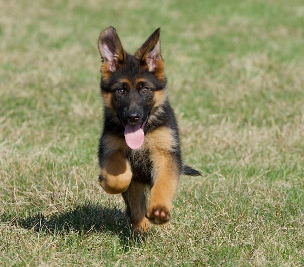 Vom Ragnar Solid Black Black Red German Shepherd Puppies For Sale