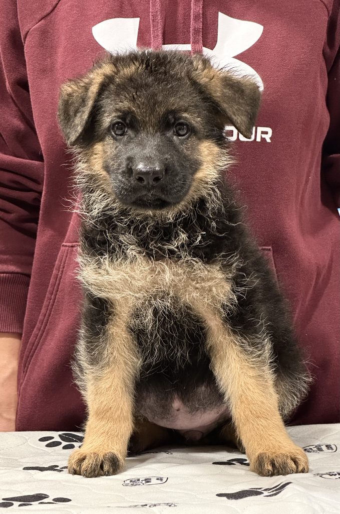 Daria x Dedo litter puppy
